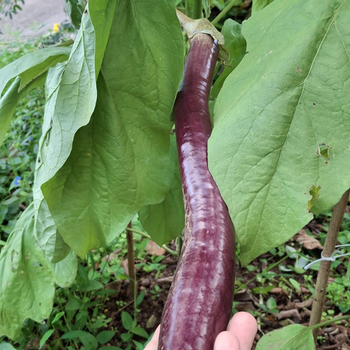 10+ E�ridere Y�lan Patl�can Tohumu - Geleneksel