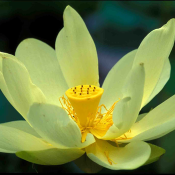 3 Adet Amerikan Lotus Bitkisi Tohumu - Amerikan Nil�feri