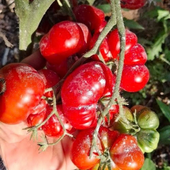 10+ Adet De�ti Susuz  Domates Tohumu-  Atal�k T�r