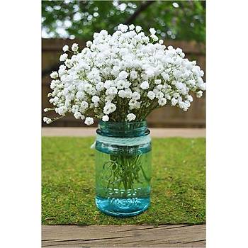 350+ Adet Kar���k Renk �i�ekli Bebek Nefesi �i�e�i- Cipso �i�e�i Tohumu