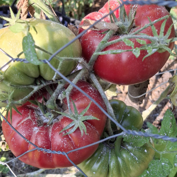 10+ Adet Y�zy�ll�k Pembe Atal�k Domates Tohumu