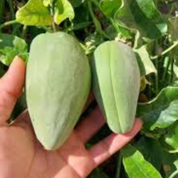 20+ Adet A�a� Bamyas� Tohumu