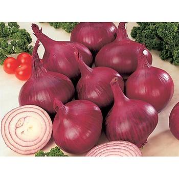 60+ Adet Red Burgundy K�rm�z� So�an Tohumu