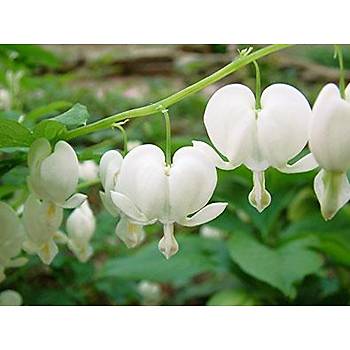 Dicentra- Kanayan Kalpler Tohumu- Beyaz iekli- Nadir