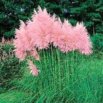 100+ Adet Pembe Pskll Pampas imi Tohumu