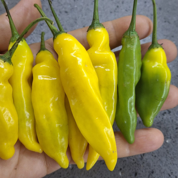 10+ Adet  Limon Damlas� Ac� Biber Tohumu - Geleneksel