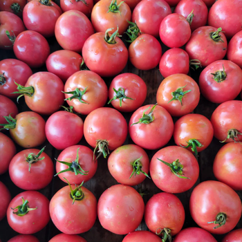 10+ Adet Rose Blush Pembe Kiraz Domates Tohumu