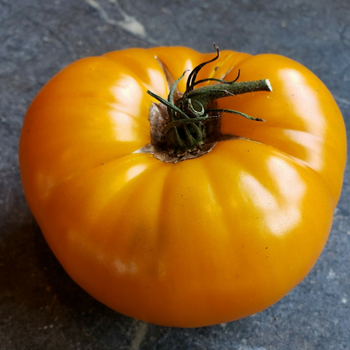 10+ Adet Turuncu Rus Domates Tohumu - Geleneksel