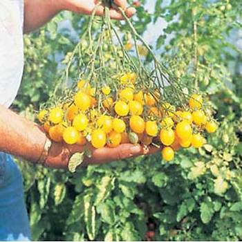 Sar Salkm Kiraz Domates Tohumu