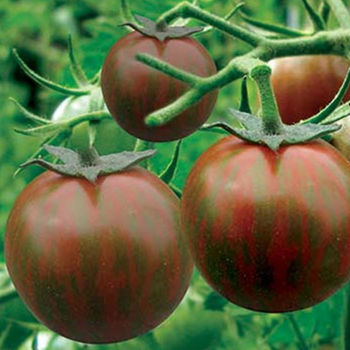 10+ Adet Siyah Zebra Domates Tohumu- S�r�k Tipi Domates