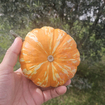 5 Adet Hooligan F1 Bal Kaba Tohumu