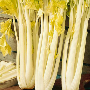 500+ adet Alt�n Pascal Sap Kereviz Tohumu