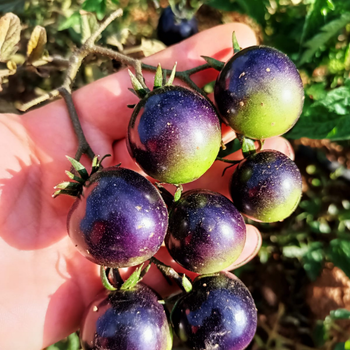 10+ Adet ndigo Rose Domates Tohumu - Gurme Domates