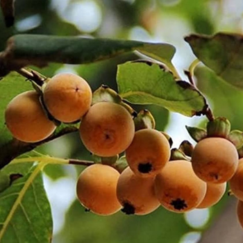 20+ Adet Kara Hurma Tohumu - Diospyros Lotus