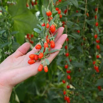 25+ Adet Mucize Bitki Goji Berry - Kurt zm Tohumu