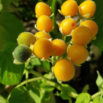 15+ Adet C�ce Tamarillo Tohumu - Amarelo