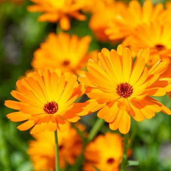 30+ Adet ifal Aynsefa Bitkisi Tohumu- Calendula Officinalis