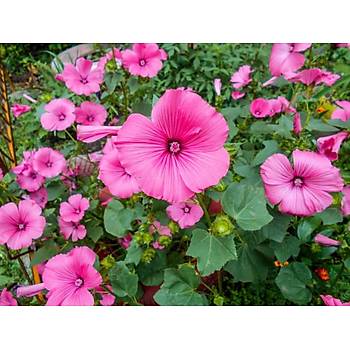 50+ Adet Pembe �i�ekli Pamuk �i�e�i Tohumu