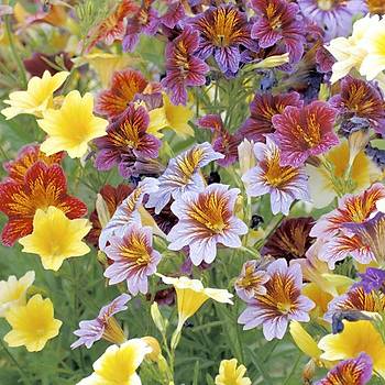 100+ Adet Painted Tongue Bitkisi- Kark Renk iekli- Salpiglossis Sinuata