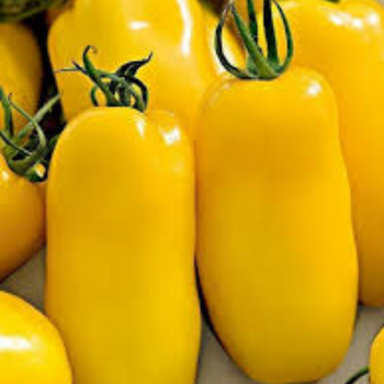 10+ Adet Sar� San Marzano Sosluk �talyan Domatesi Tohumu- S�r�k Tipi