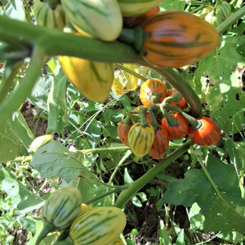 10+ �izgili Togo Patl�can� Tohumu - Geleneksel