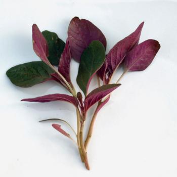 300+ Adet Krmz Amaranth Tohumu - Red Garneth Amaranth