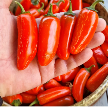 10+ Adet �ri Boy Turuncu Jalapeno Ac� Biber Tohumu- �zel T�r