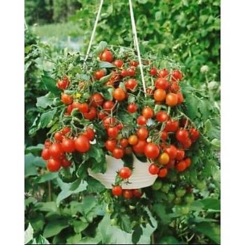 10+ Adet Gartenperle Gerek Sarkan Domates Tohumu- Geleneksel Alman Domatesi