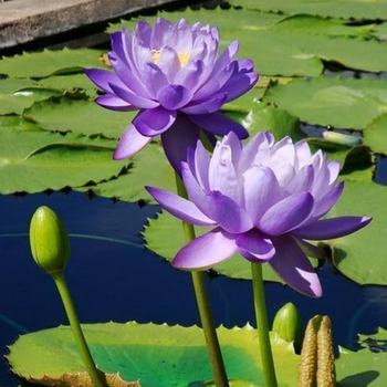 3 Adet Mor Lotus Bitkisi Tohumu - Nil�fer �i�e�i