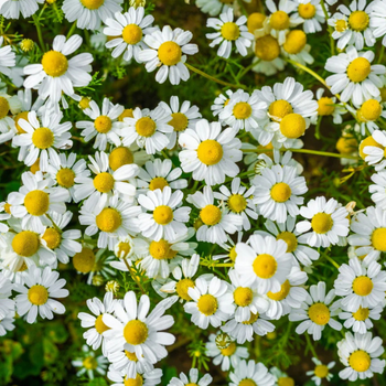 500+ Adet Alman Papatyas Tohumu - ifal Bitki - German Chamomile