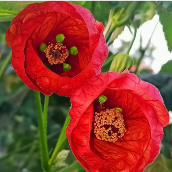 10+ Adet �an �i�ekli Abutilon Hybridum �i�ek Tohumu - �in feneri