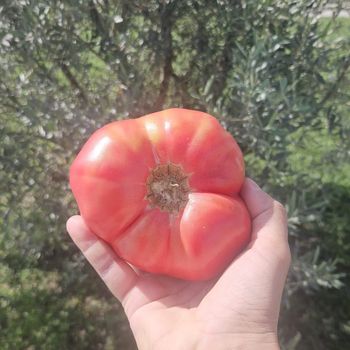 10+ Adet Osmanl� Pembesi Domatesi Tohumu-  Atal�k T�r