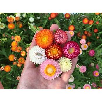 50+ Adet Strawflower- lmsz iek Tohumu - Katmerli iekli