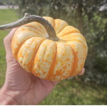 5 Adet Hooligan F1 Bal Kaba Tohumu