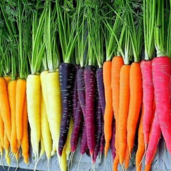 150+ Adet Kar���k Havu� Tohumu-  Geleneksel T�rler