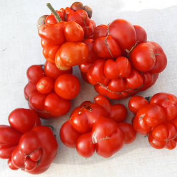 10+ Adet Yolcu Domatesi Tohumu-  Atalk Tr