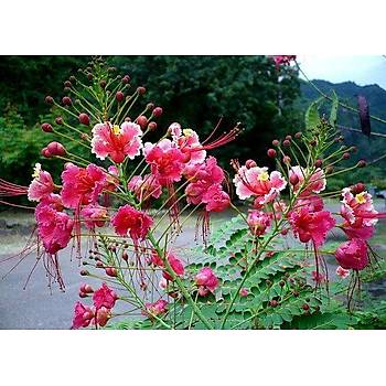 Peacock Flower- Pembe Kelebek eklinde iek Tohumu