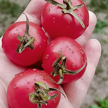 10+ Adet �ri Salk�m Kiraz Domates Tohumu- Geleneksel