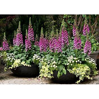 1500+ Adet Yksk Otu Tohumu- Foxglove