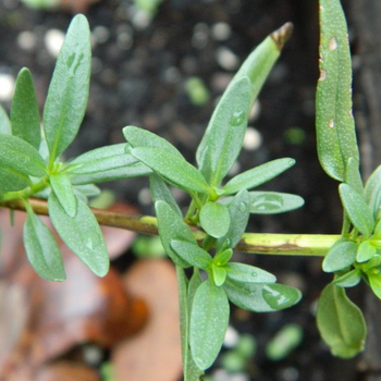 100+ Adet Zfa Otu Tohumu - Hyssopus Officinalis