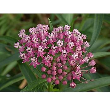 10+ Adet Asclepias ncarnata Biktisi Tohumu-pek iei Tohumu- Muhteem Kokulu