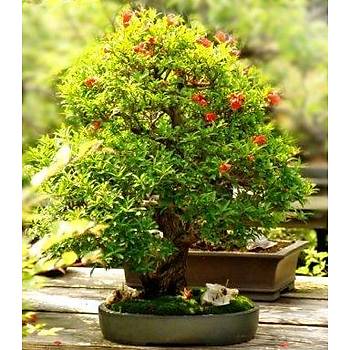 5 Adet Punica Granatum Nana- Saks Nar Tohumu