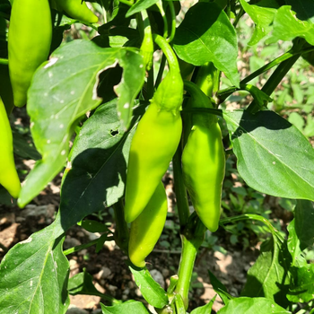 10+ Adet Ac� Bal�k Biber Tohumu - Geleneksel