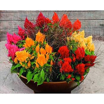 100+ Adet Celosia Bitkisi Tohumu-Horoz İbiği Bitkisi- Rengarenk Püsküllü Çiçekli