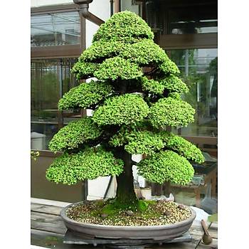 10 Adet Japon Sedir Ağacı Bonsai Tohumu