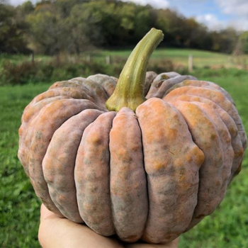 5 Adet Siyah Futsu Japon Kaba Tohumu - Geleneksel