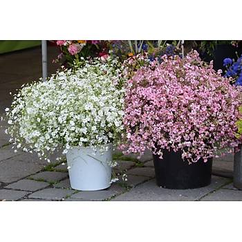 350+ Adet Kar���k Renk �i�ekli Bebek Nefesi �i�e�i- Cipso �i�e�i Tohumu