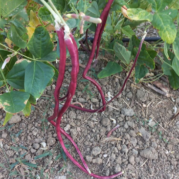 10+ Adet  Uzun K�rm�z� B�r�lce Tohumu - Geleneksel