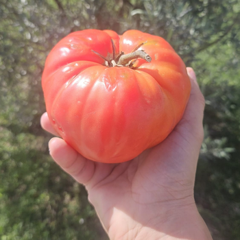 10+ Adet Osmanl� K�rm�z�s� Domatesi Tohumu-  Atal�k T�r