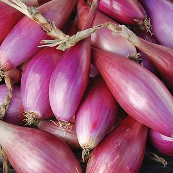 60+ Adet K�rm�z� Uzun Floransa So�an� Tohumu